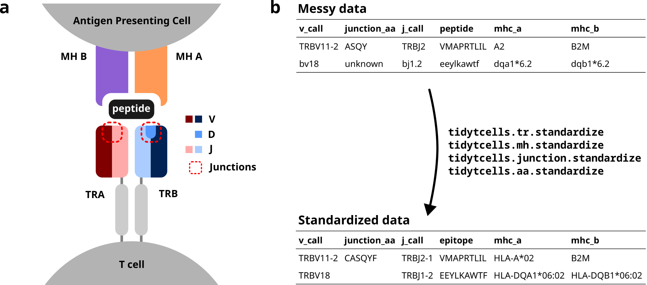 Cartoon of a T cell receptor binding to a peptide MH complex (left), and a cartoon demonstrating how messy data can be cleaned using tidytcells (right).