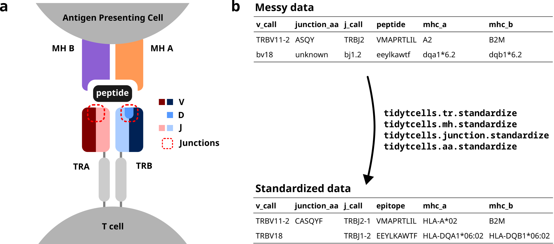 Cartoon of a T cell receptor binding to a peptide MH complex (left), and a cartoon demonstrating how messy data can be cleaned using tidytcells (right).